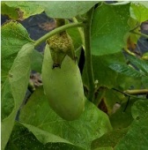 Green Goddess Eggplants EG51-20_Base